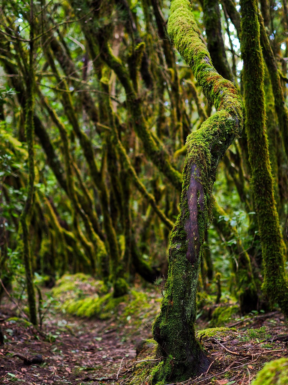 forest, tree, moss, nature, jungle, rainforest, wood, bony, canary islands, gomera